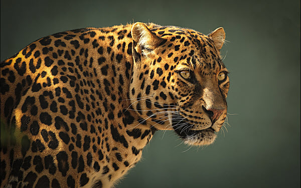 Leopard big cat facts