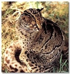 Marbled Cat image