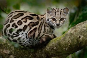 Margay | species data, conservation - BigCatsWildCats