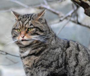 portrait of a scottish wildcat