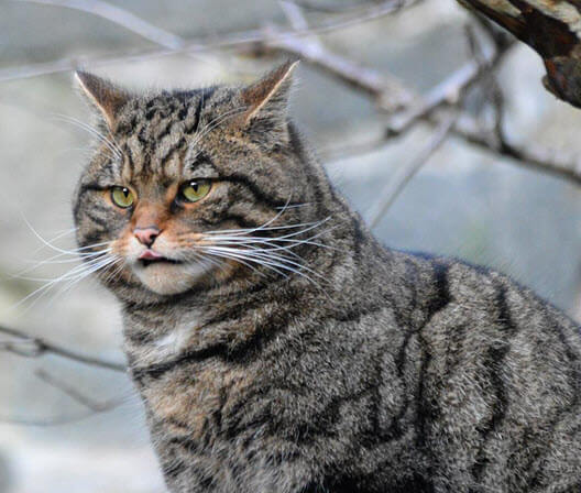 Scottish Wildcat Snow