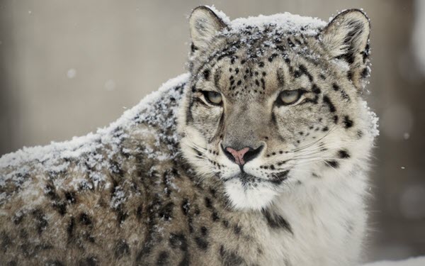 Snow leopard big cat facts