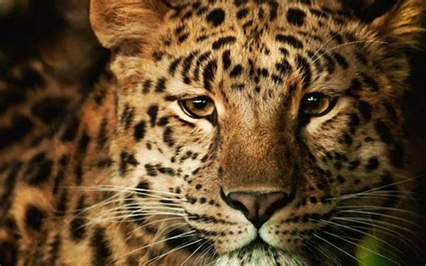 List Of Big Cats Earth S Largest Wild Cats Bigcatswildcats