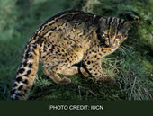 the marbled cat small wild cat list
