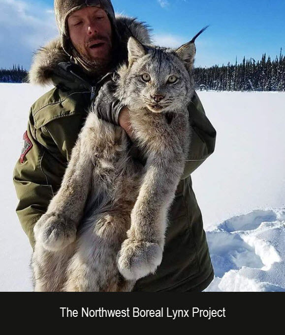 The Canada lynx Project