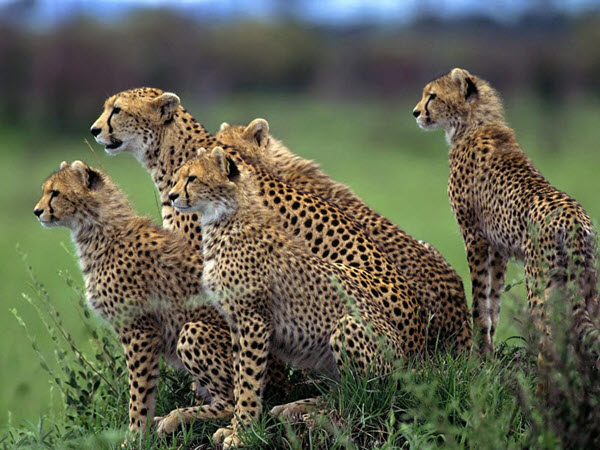 Cheetahs will sometimes hunt in groups