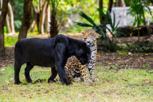 Panther | Black panther, Florida panther - BigCatsWildCats