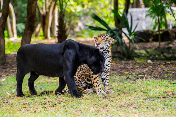black panther and a jaguar