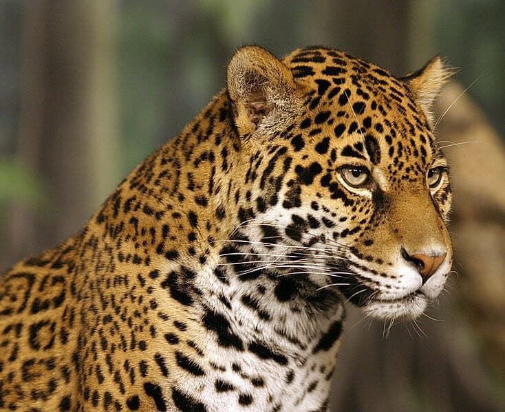 a jaguar portrait