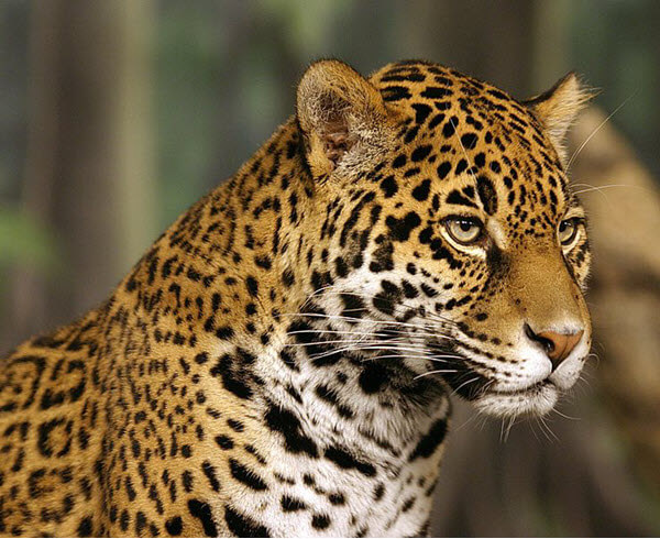a jaguar wild cat portrait