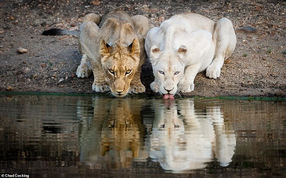 A rare white lioness in Africa