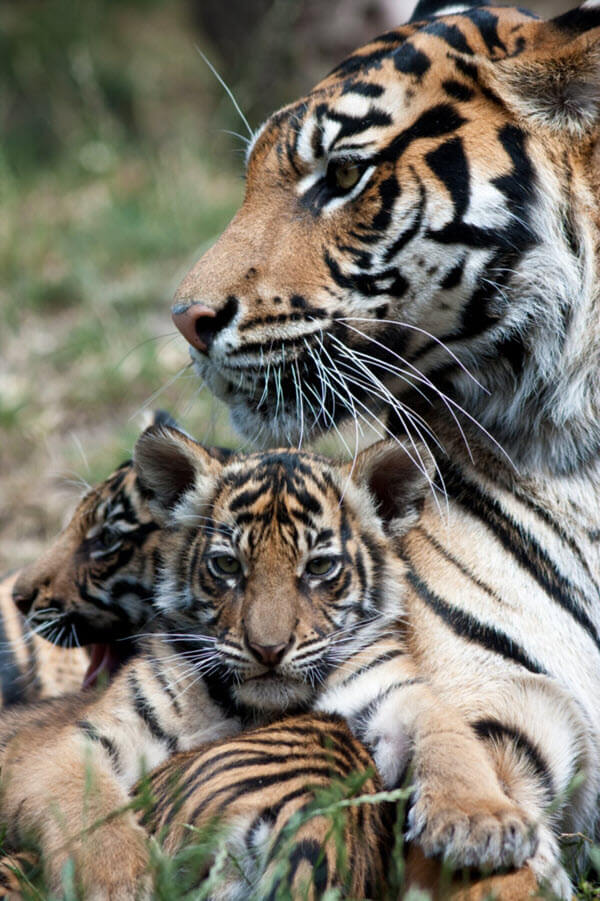 A tiger mom with her cub