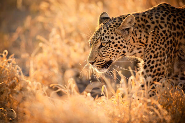 A walking leopard