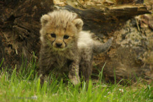 female cheetahs have up to 9 cubs