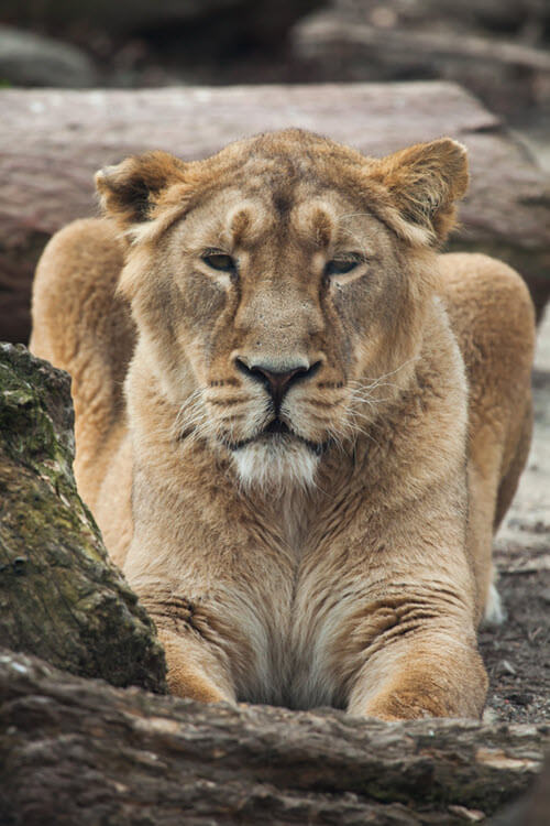 crouching asiatic lioness