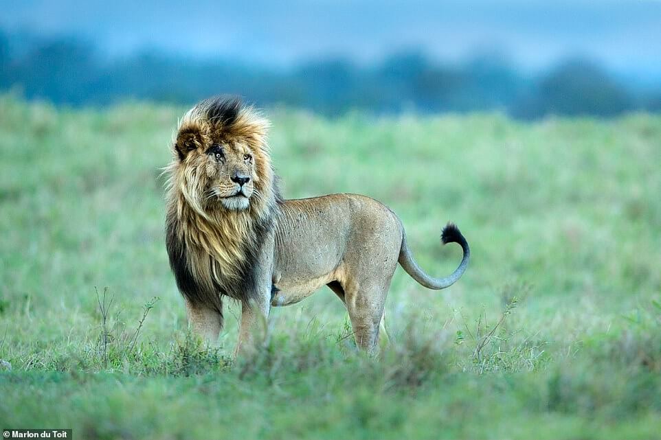 "Scar" the lion in Africa