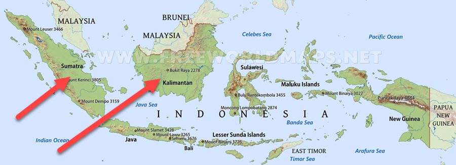 Borneo and Sumatra - where Sunda clouded leopards live