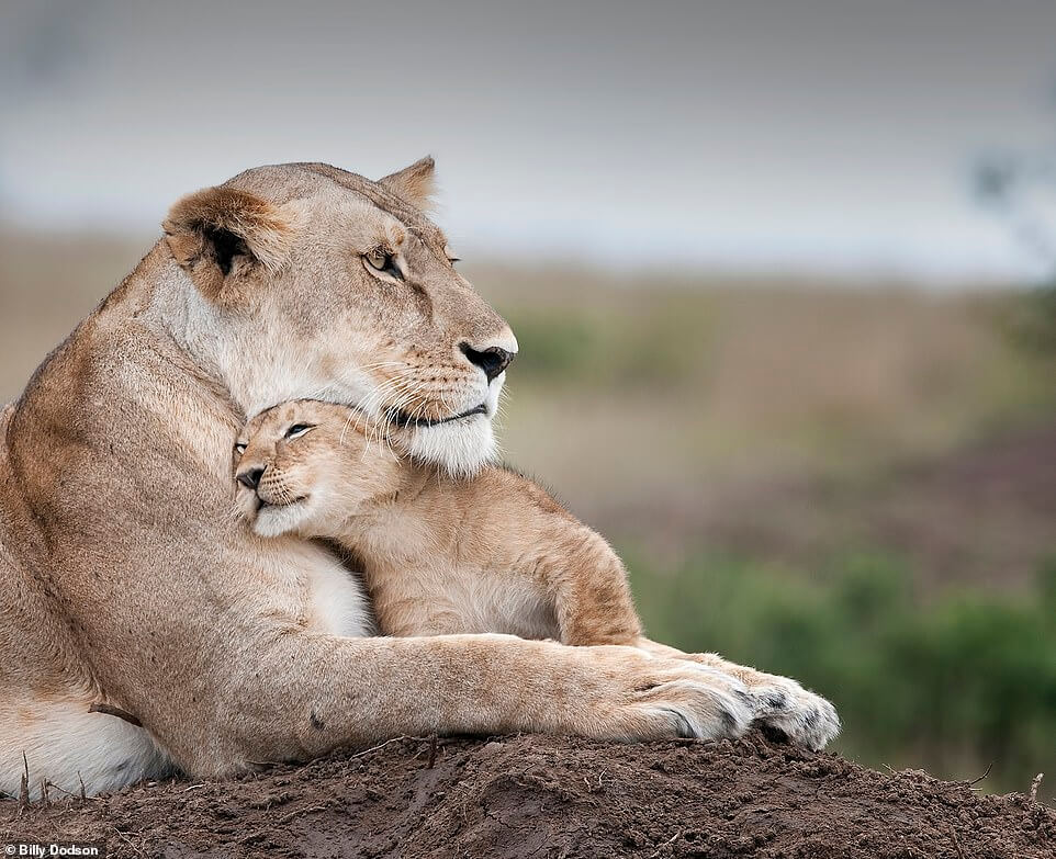 A tender moment between lionnes and cub.