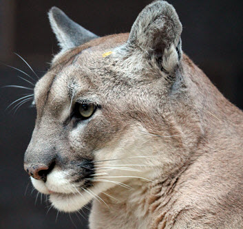 Cougar Species Facts Conservation Bigcatswildcats [ 333 x 353 Pixel ]