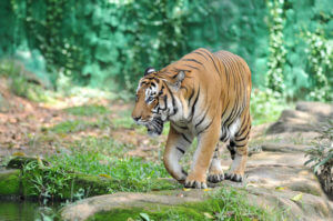 panthera tigris tigris walking