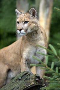 Cougar | Species Facts, Conservation - BigCatsWildCats