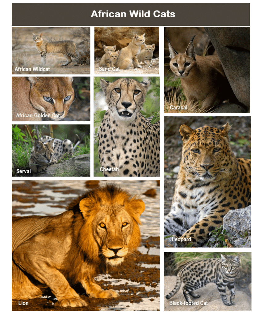 African Wild Cats Big Cats Small Wild Cats Of Africa