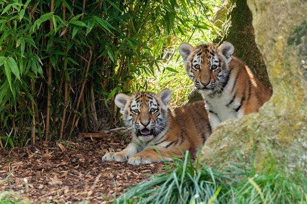 two amur tiger cubs