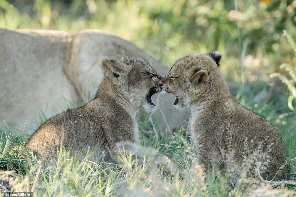 Two young cubs playing while the pride rests.