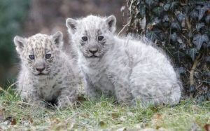 Two white jaguar panthers.