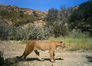 california cougar walking