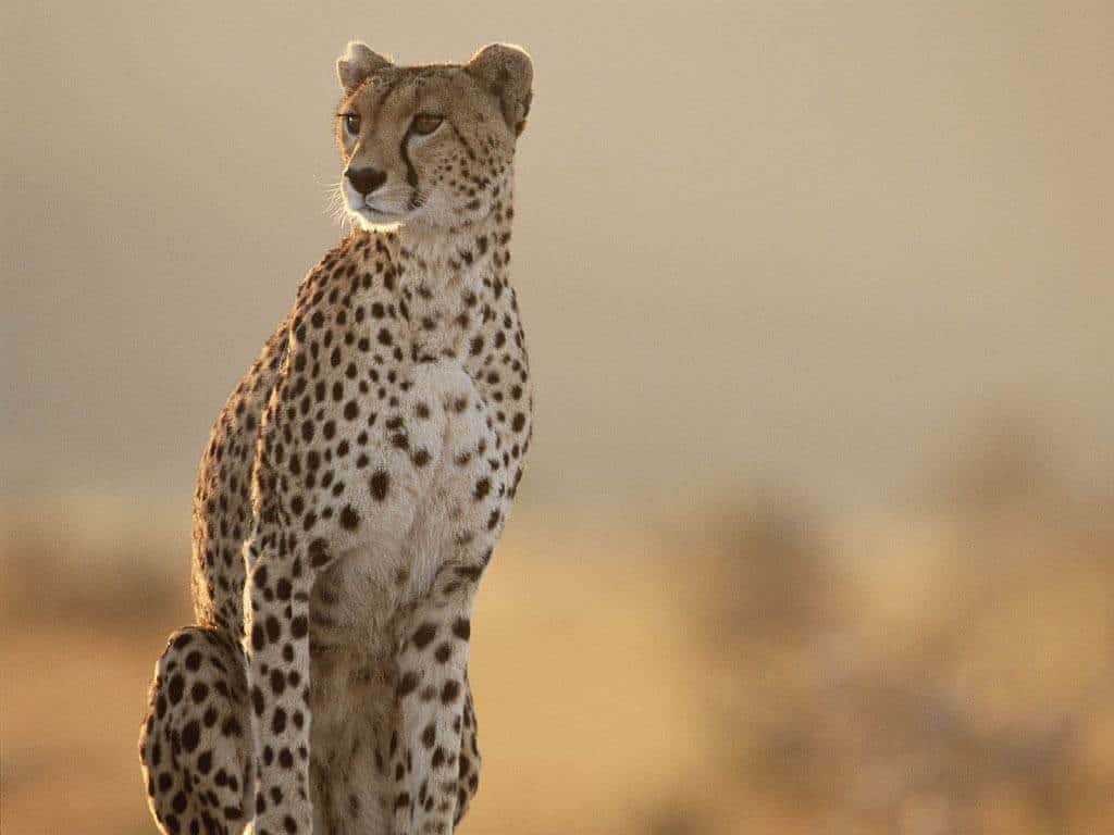 cheetah on the lookout