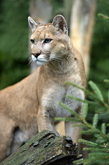 cougar puma mountain lion