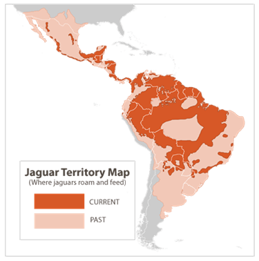 jaguar territory map