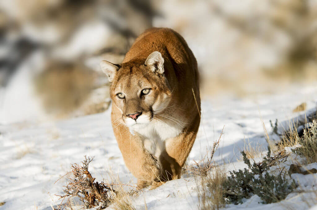 cougars - Puma concolor -are a wild cat species