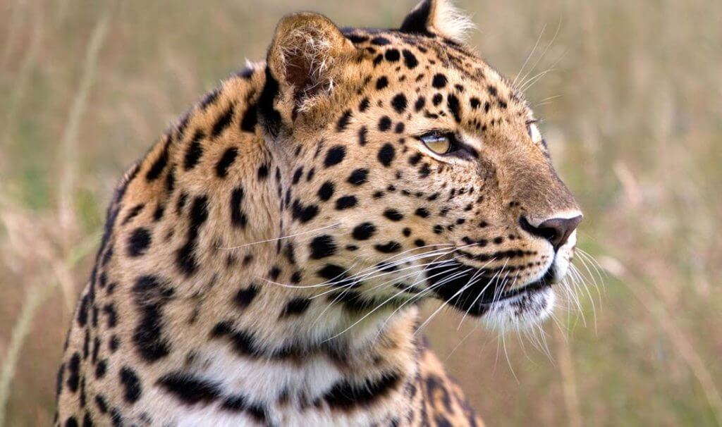 amur leopard - Panthera pardus orientalis