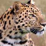 amur leopard - Panthera pardus orientalis