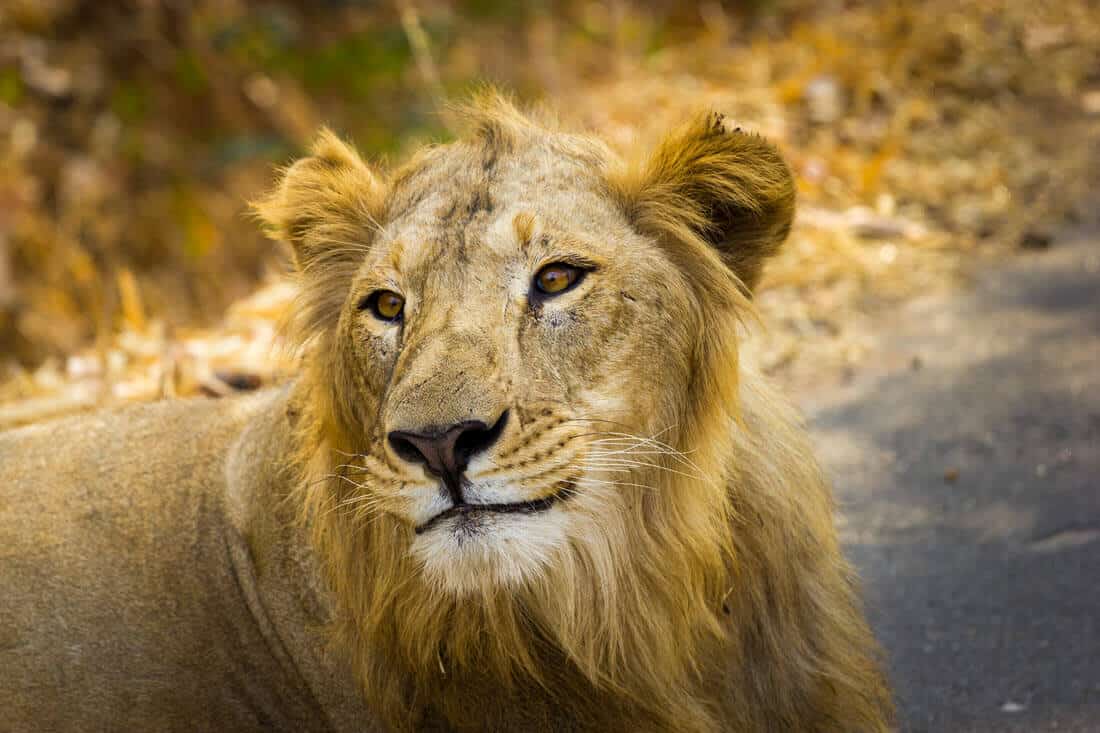 asiatic lion map