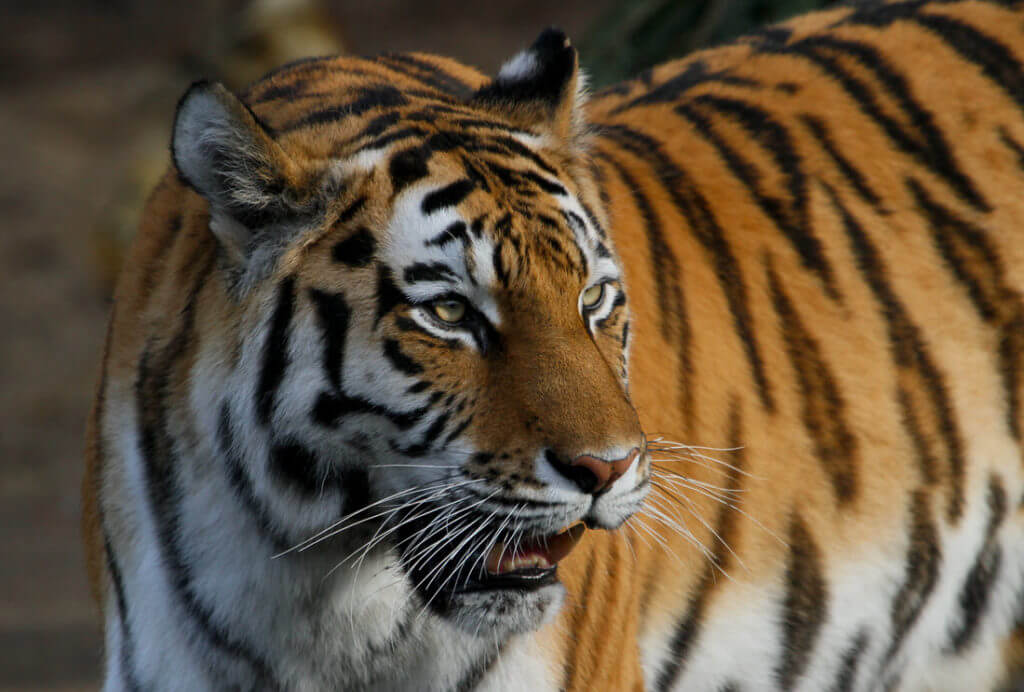 portrait beautiful amur tiger