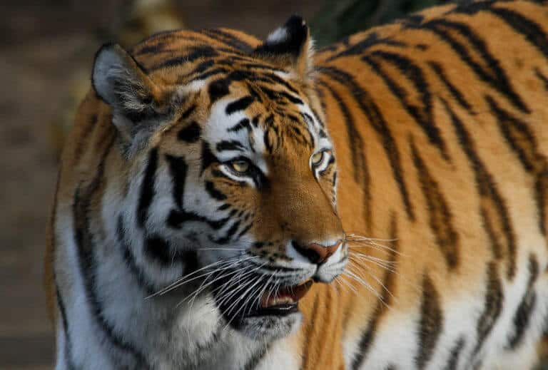 Amur | Siberian Tiger - species data, facts, conservation - BigCatsWildCats