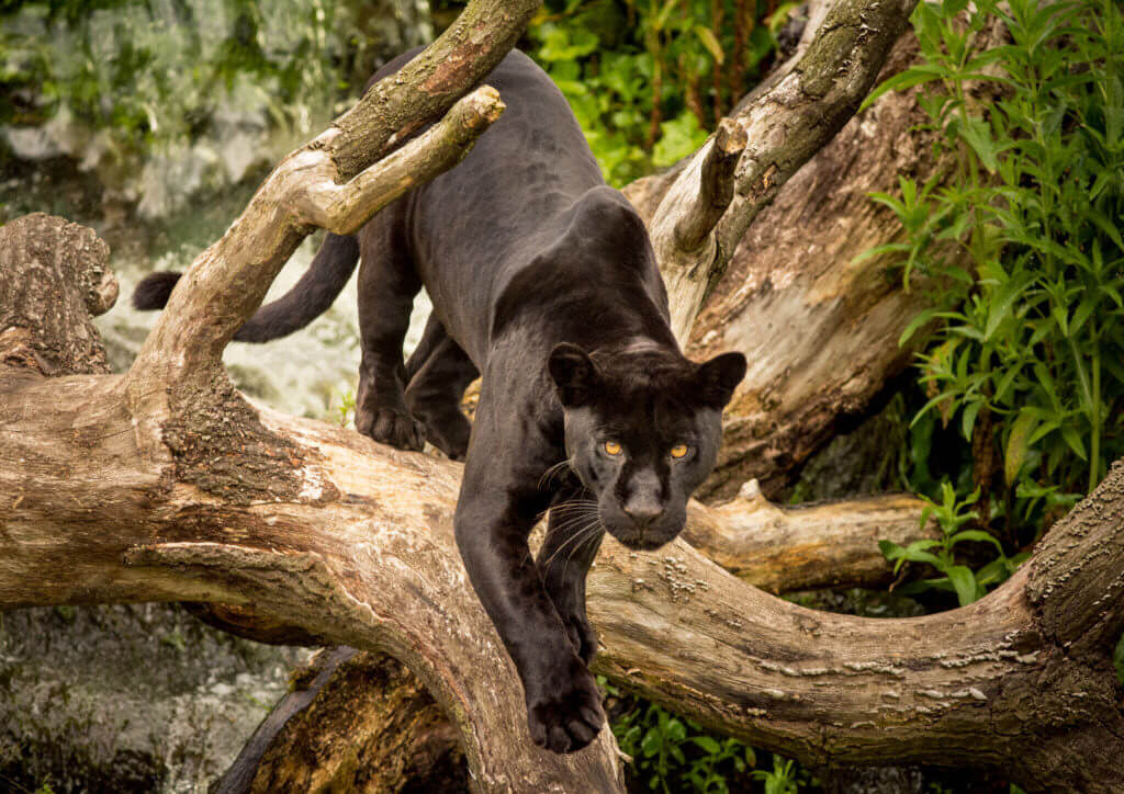 Panther | Black Panther, Florida Panther, Conservation - BigCatsWildCats