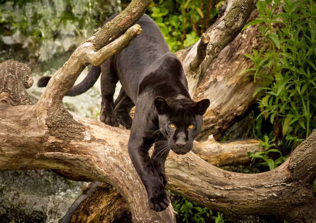 Panther  Black Panther, Florida Panther, Conservation