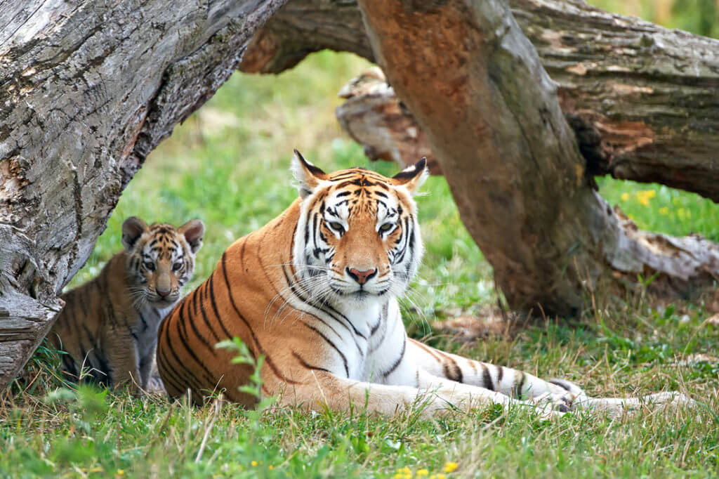 portrait female tiger with cub