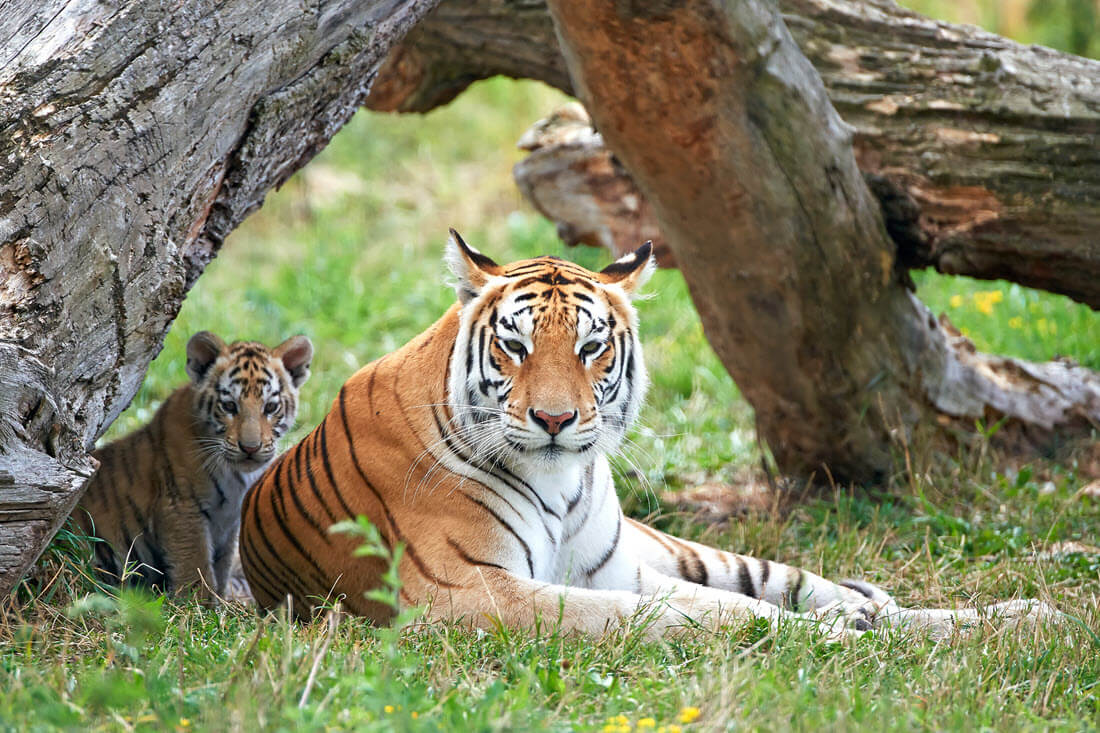 9 Different Types of Tigers - Living and Extinct Subspecies With Photos