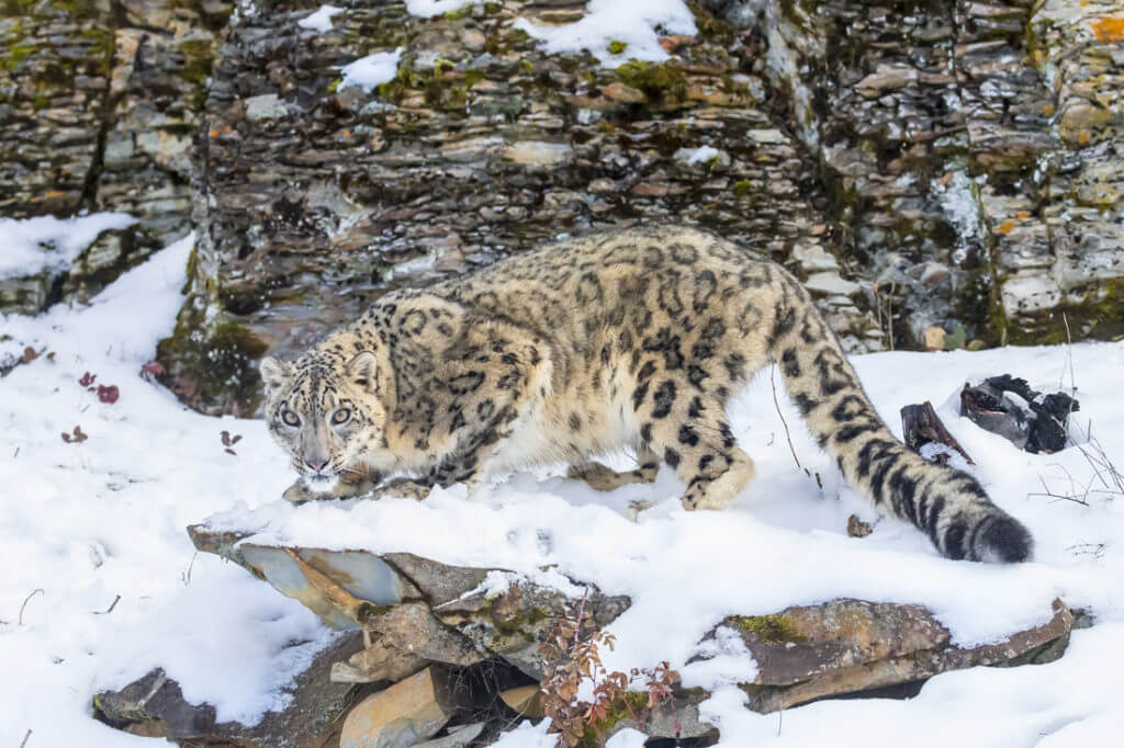 portrait snow leopard in the snow
