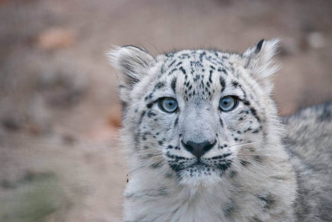 the beautiful snow leopard