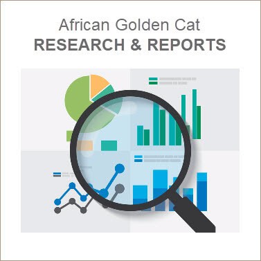 african golden cat studies