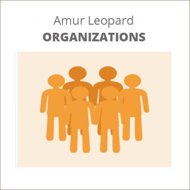 amur leopard groups