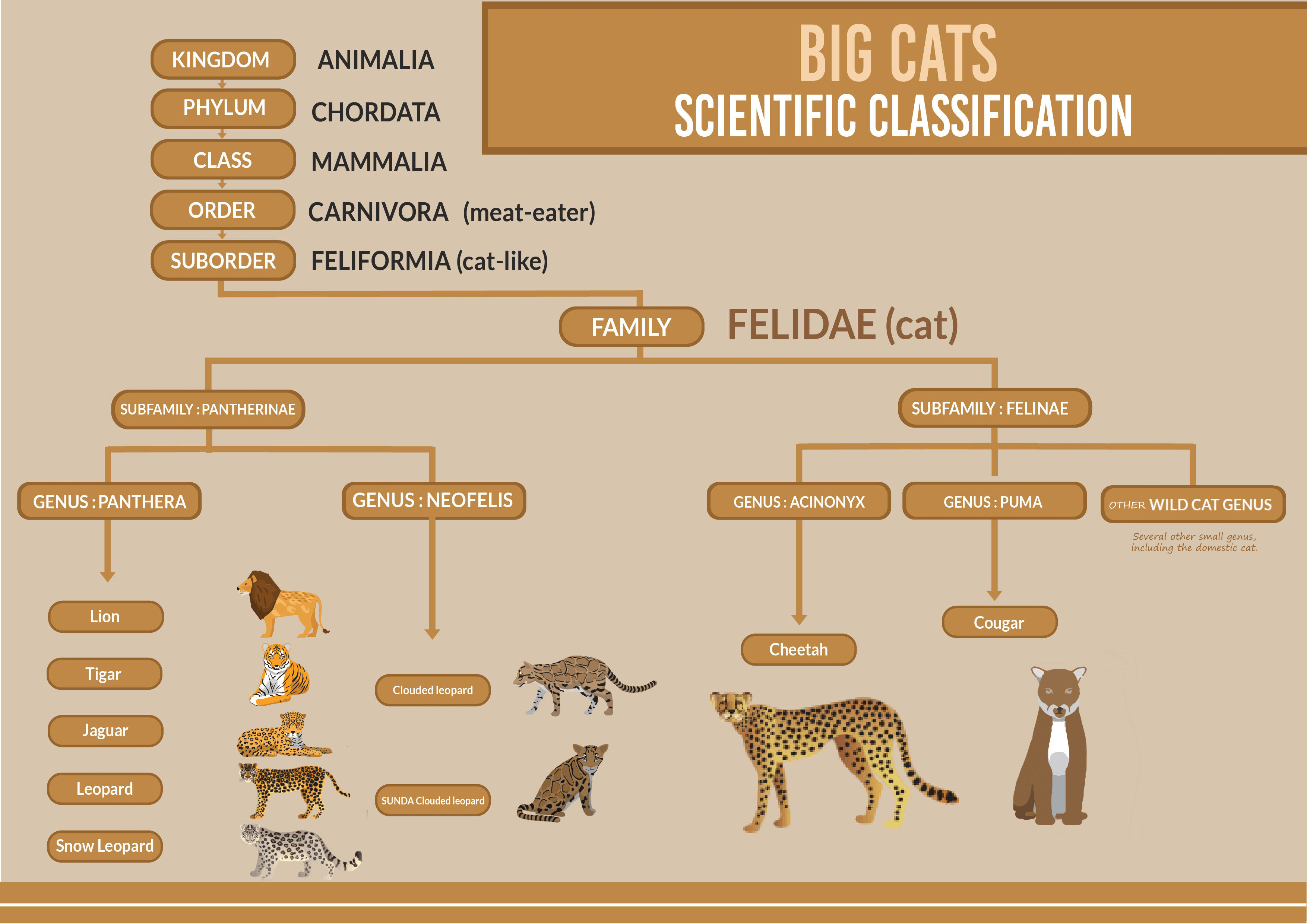 Big Cats Biological Classification | Taxonomy