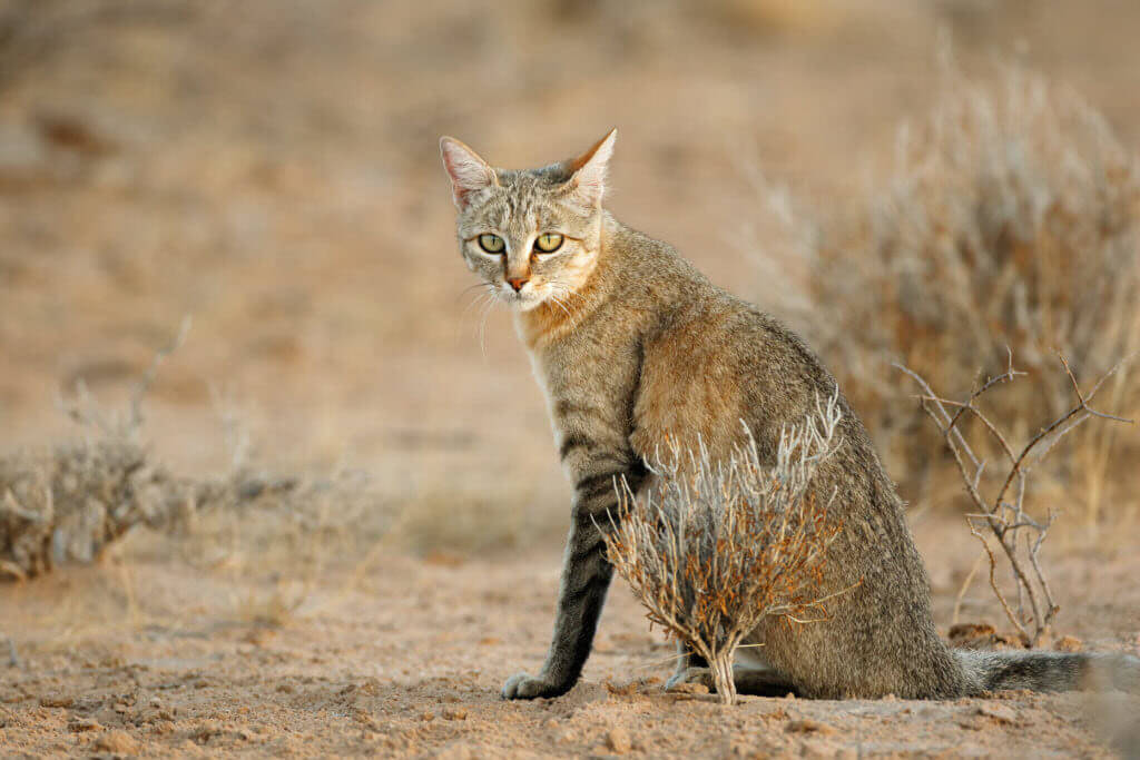African small wild cat