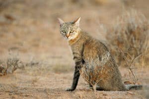 African wildcat | species data, conservation - BigCatsWildCats
